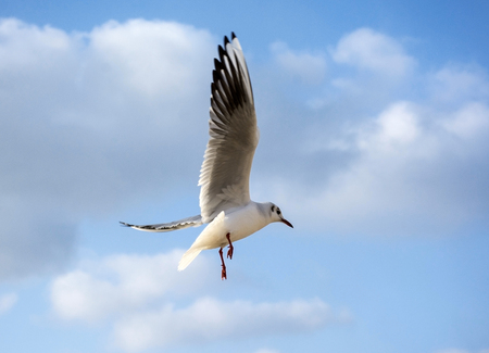 The sea gull which flies over surface of the seaの写真素材