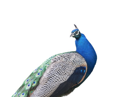 Beautiful Peacock Isolated On White Backgroundの写真素材