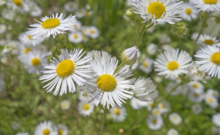 Green grass and chamomiles in the nature