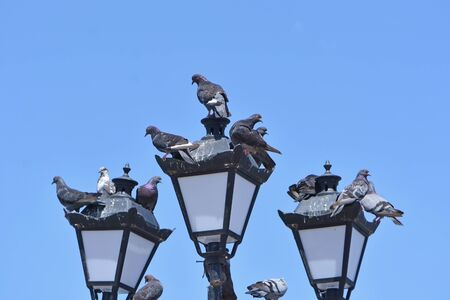 Pigeons mess on streetlight against blue skyの写真素材