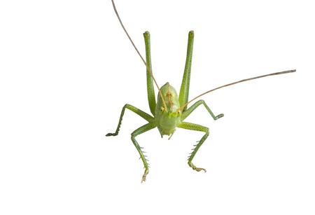 green grasshopper on a white background