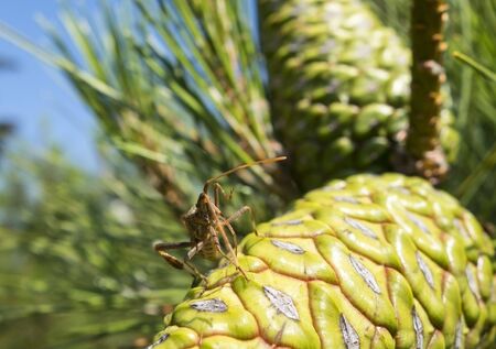 the insect is sitting on a green cone