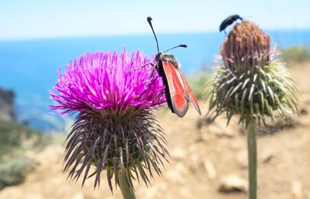 A large  beetles sits on a flowerの写真素材