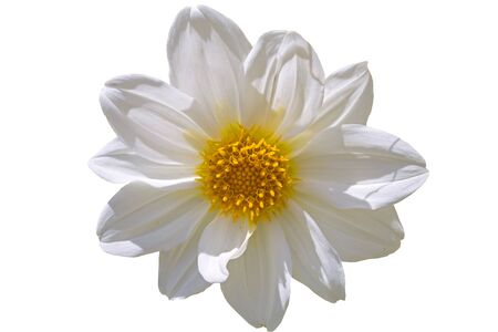 big beautiful white flower on white backgroundの写真素材