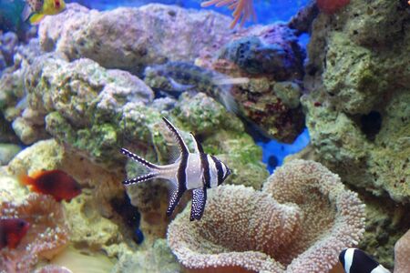 Underwater image of coral reef and tropical fishes