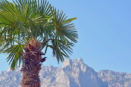 the palm tree on the background of high mountainsの写真素材