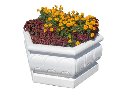 flowers in big vase on white backgroundの写真素材