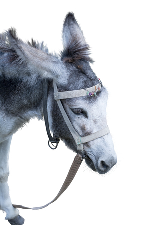 Donkey isolated on the white backgroundの写真素材