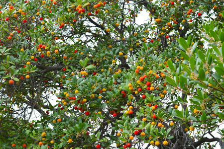the strawberry tree ( arbutus unedo )の写真素材