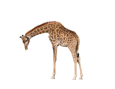 big beautiful Giraffe isolated on white backgroundの写真素材
