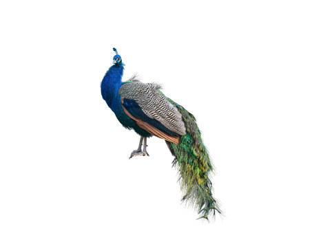 Beautiful Peacock Isolated On White Backgroundの写真素材