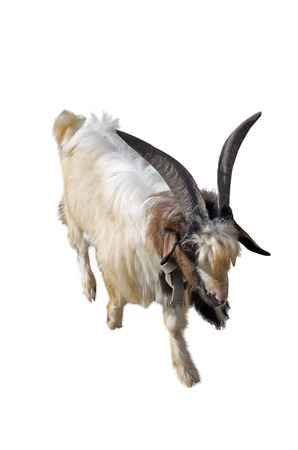 the big goat on a white backgroundの写真素材