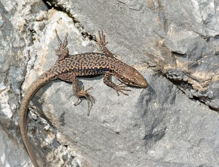 A lizard basks in the sun