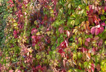 Brightly colored maple leaves during autumn