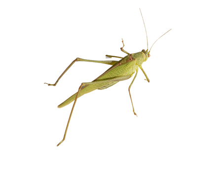 green grasshopper on a white backgroundの写真素材