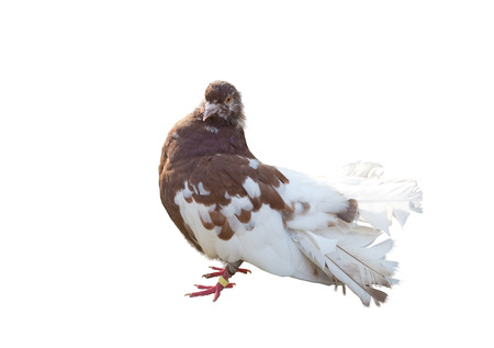 big beautiful Pigeon bird on a white backgroundの写真素材