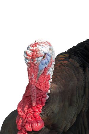 Portrait of big beautiful turkey on a white background