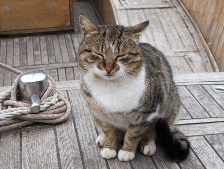 the fishing boats and a big catの写真素材