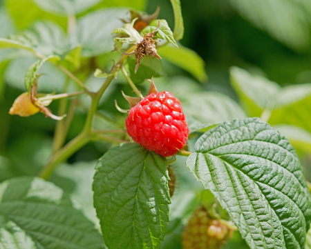 Blackberry bush in the garden
