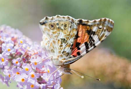 big beautiful butterfly sits on a flower