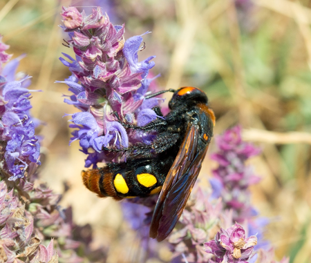large beautiful wasp on a purple flowerの写真素材