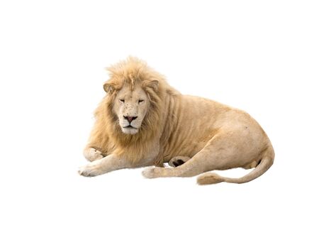 Lion at rest on a white backgroundの写真素材