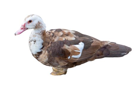 big duck on a white backgroundの写真素材