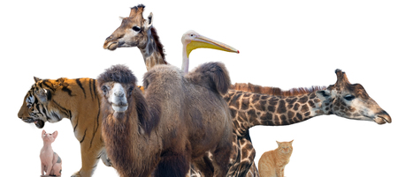 Group of animals on white backgroundの写真素材