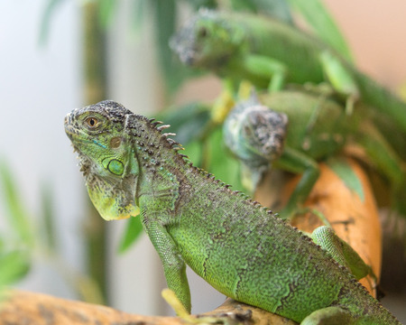 green iguana resting on a treeの写真素材