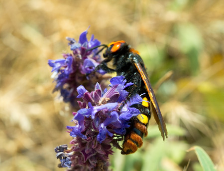 large beautiful wasp on a purple flower