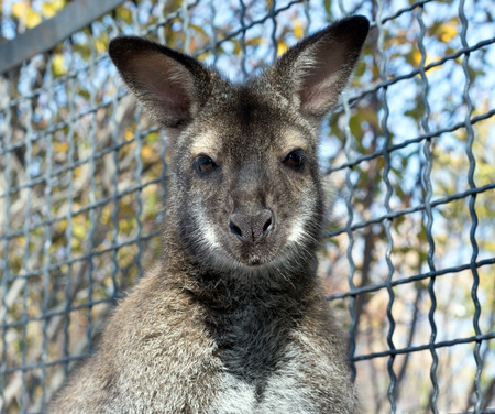 the portrait of big beautiful gray kangaroo
