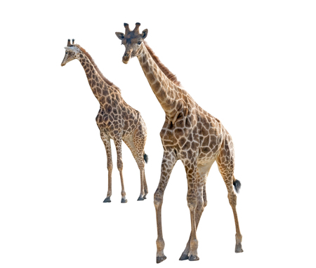 big beautiful Giraffe isolated on white backgroundの写真素材