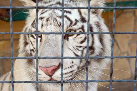 the big white tiger at the zooの写真素材