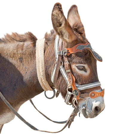 Donkey isolated on the white backgroundの写真素材