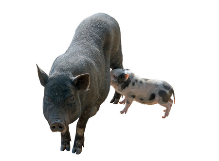 vietnamese potbellied pigs and piglet on white backgroundの写真素材