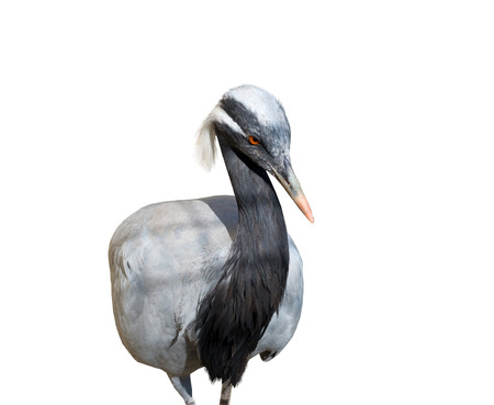 the crane  isolated on white backgroundの写真素材