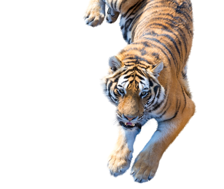 the big Amur tiger on a white backgroundの写真素材