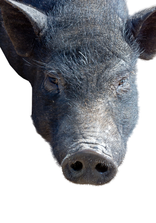 vietnamese potbellied pig  in front of a white backgroundの写真素材