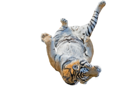 the big Amur tiger on a white backgroundの写真素材