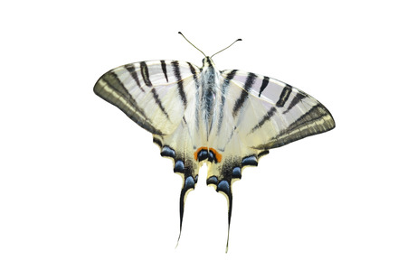 big beautiful butterfly on white backgroundの写真素材