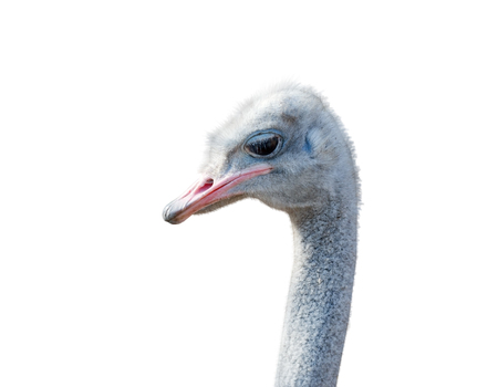 close-up on a ostrich's head in front of a white backgroundの写真素材