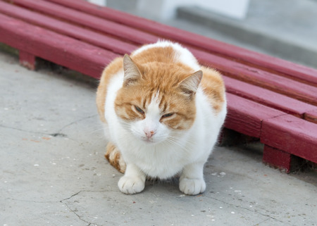 big beautiful cat almost fell asleepの写真素材