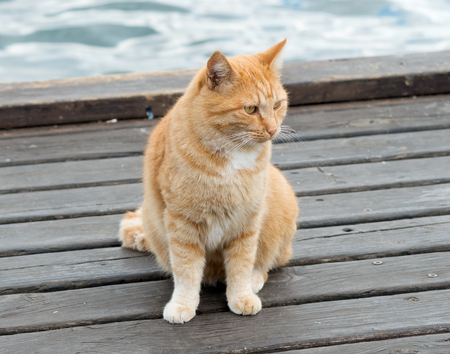 portrait of ginger-white catの写真素材