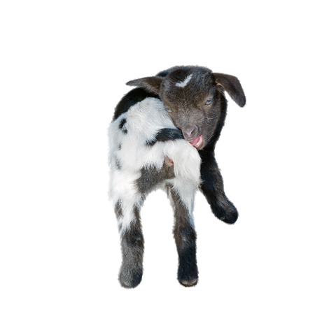 small beautiful goat on a white backgroundの写真素材