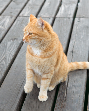 portrait of ginger-white catの写真素材