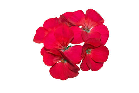 beautiful red flower on a white background