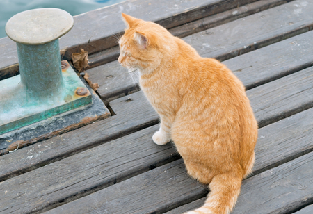 a ginger-white cat near the Bollardの写真素材