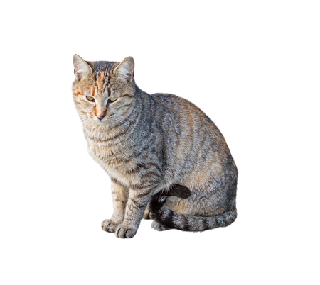 big beautiful cat on a white background