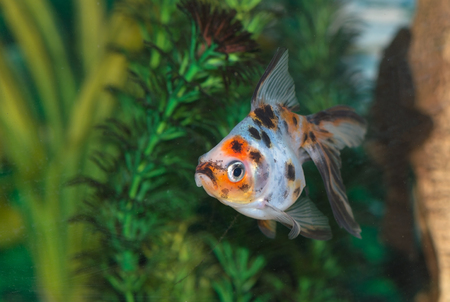 beautiful Tropical Fish in aquariumの写真素材