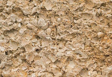 Background with wall from shell rock material close-upの写真素材